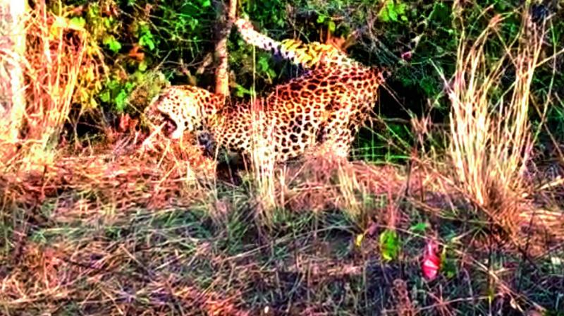 The  leopard didnt seem to get any injury while the escape.