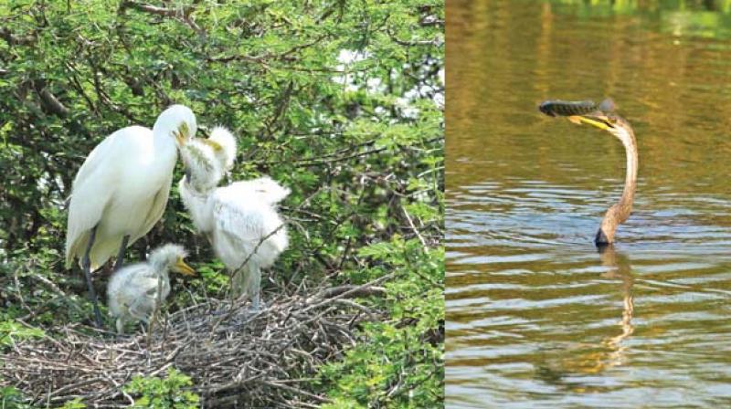A water bird preys upon a fish at Vaduvur birds sanctuary. Birds at Vaduvur birds sanctuary.  (Image: DC)