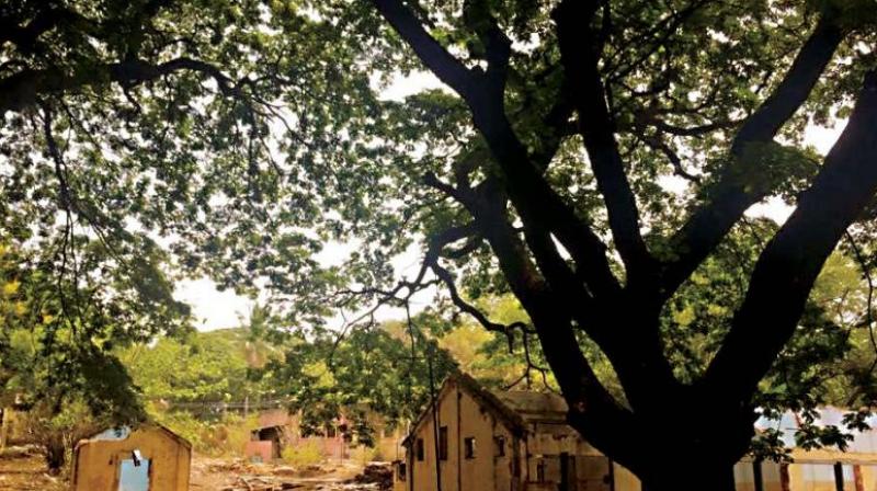 A month after 72 trees were relocated to a graveyard at Manikonda village, volunteers involved in the translocation say 71 have survived making this a feasible option for future developmental works. (Representational image)