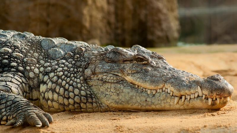 The temple priests called the villagers to guide the 12-foot crocodile out of the precinct with the help of a rope used like a lasso to hold onto the crocodiles teeth. (Photo: Pixabay- for representational purpose only)