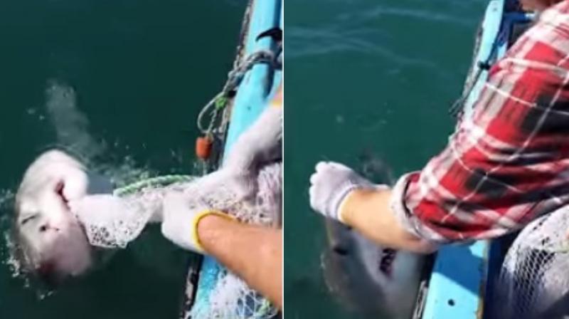 The 10-foot shark held on to the net even after the Aussie fisherman poked the nose as the battle went on for over 17 seconds with the 300-kg fish. (Photo: Youtube)