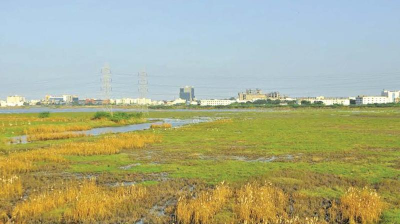 Pallikaranai is not just a breeding ground for migratory birds; it is the natural buffer zone for the entire south Chennai preventing annual floods.