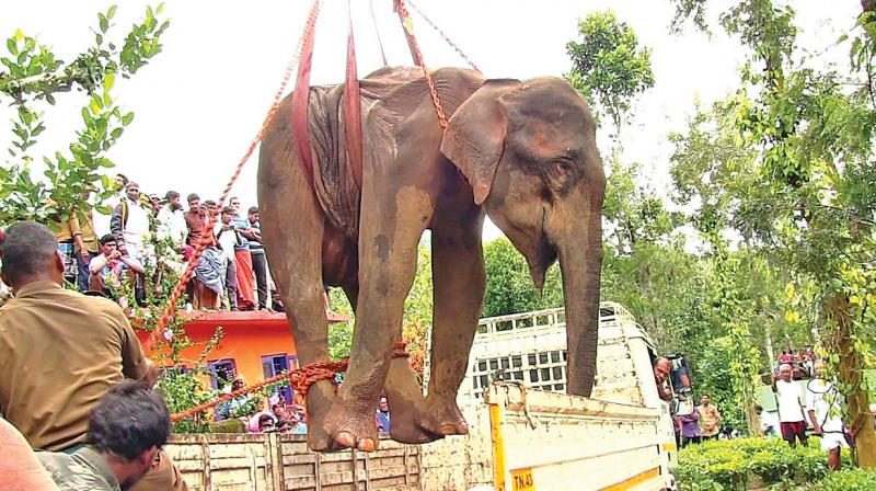Ailing wild jumbo being shifted to a truck using a crane on June 3 morning at Pandalur in Nilgiris.