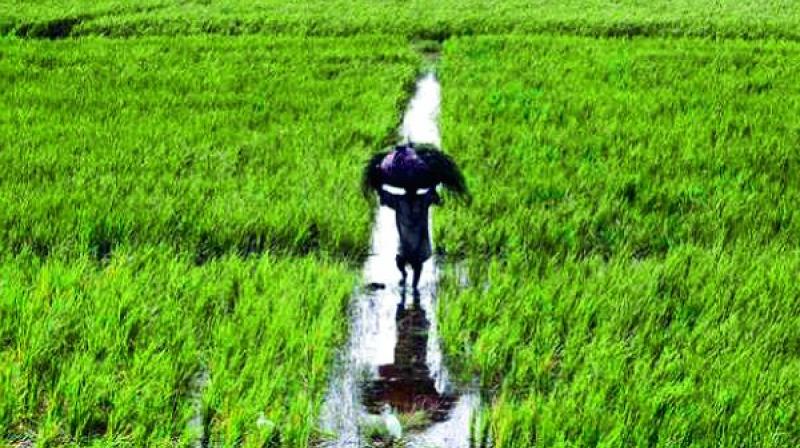 The continuous dry spell for the past few weeks in all districts has hit farming operations in the ongoing kharif season badly.