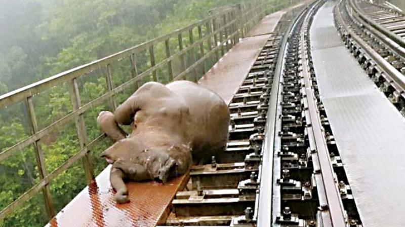 The forest officials have reason to be concerned as in April 2016, four spotted deer too were run over by a train in Sakleshpur and an elephant crossing the tracks had a close call about a year ago.