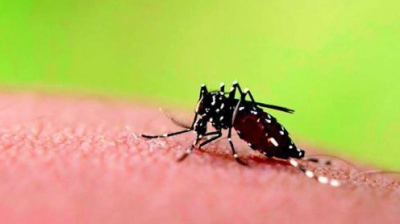 There are a lot of first time cases this year which is an indication that the mosquito is active and is also spreading the virus around, said a senior health official in the district medical and health department. (Representational image)