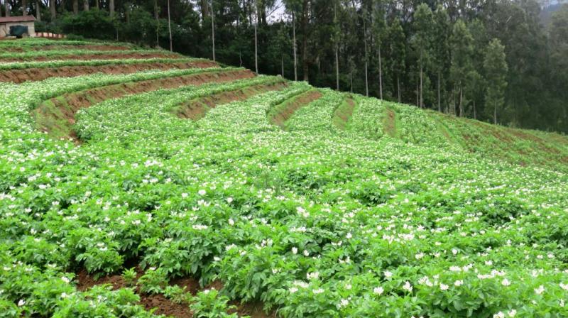 Growing potato crops in a farmland in Nilgiris. (Photo: DC)