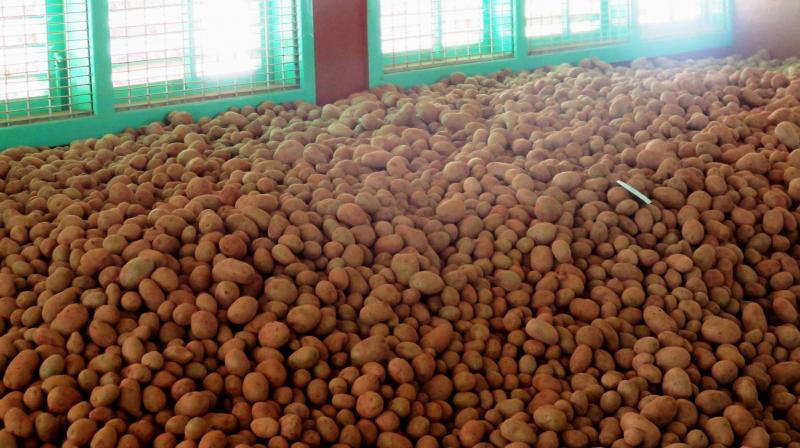 Nilgiris grown potatoes. (Photo: DC)