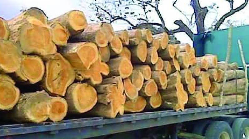 Some dealers buy their teakwood from smugglers instead of the government timber depots in order to evade tax.