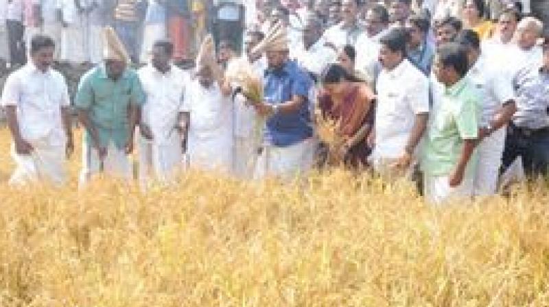Ministers V.S. Sunilkumar and G. Sudhakaran and Veena George, MLA, during the  harvest.