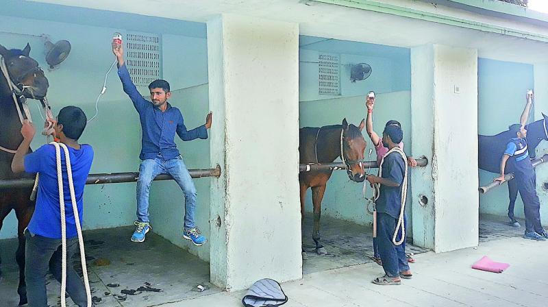 Caretakers administer a medicine for reducing stress to the horses at the Hyderabad Race Club in Malakpet.  COREENA SUARES