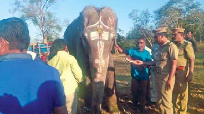 Elephant Masini reached MTR woods on Friday evening. (Image DC)