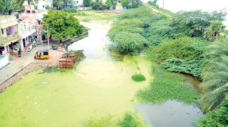 The 1.8 acred land adjacent to Korattur lake is stagnated with rainwater and sewage, facilitating growth of chironomous and mosquitoes. (Photo: DC)