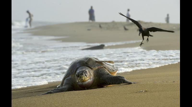 Carcasse of an olive ridley turtle washed ashore the Chennai coast on Friday. (Photo: AP)
