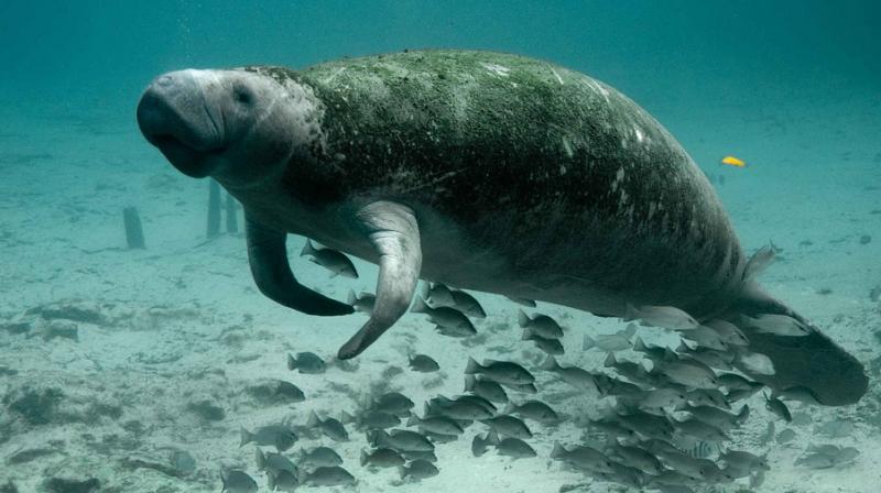 Snooty, the worlds oldest known manatee in captivity. (Photo: Pixanay)