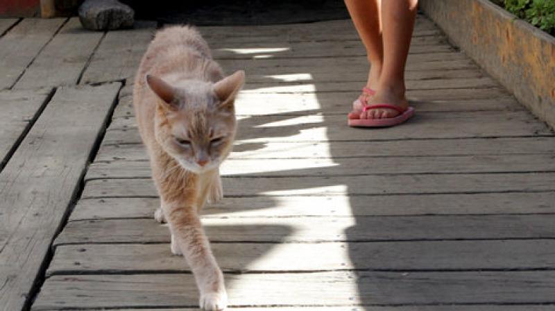 In a May 29, 2016 file photo, Stubbs, the honorary feline mayor of Talkeetna, Alaska, walks out of the West Rib Bar and Grill. (Photo: AP)