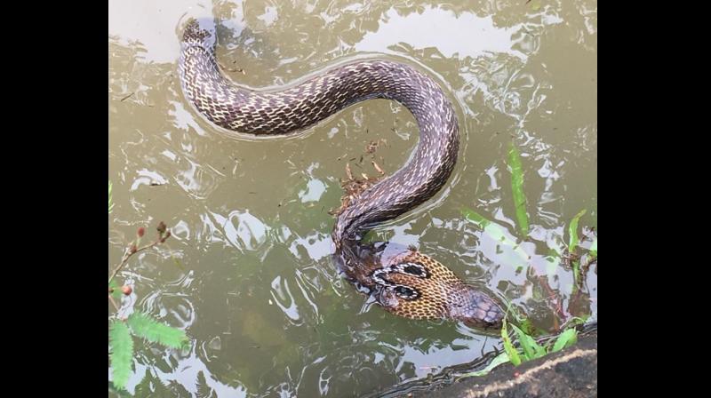 Several hospitals in the worst-hit areas of northern and central Kerala had reported an increase in the number of patients seeking treatment for snake bites. (Photo: Twitter | @midwickett)