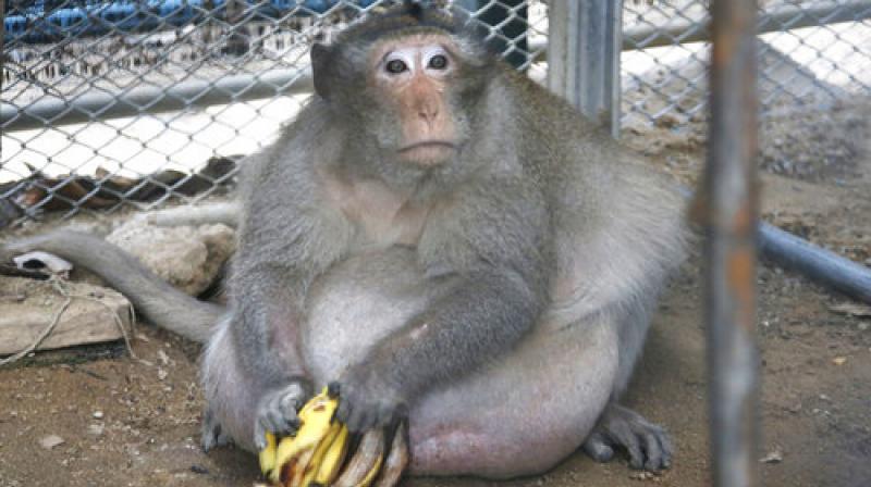 A wild obese macaque named \Uncle Fat,\ who was rescued from a Bangkok suburb, sits in a rehabilitation center in Bangkok (Photo: AP)