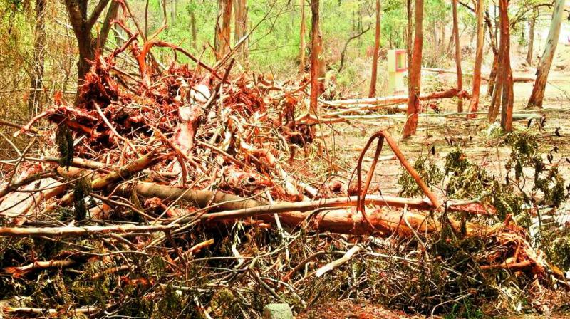 After the deforestation for Haritha Haran, now trees on the campus are being chopped in order to lay new roads.