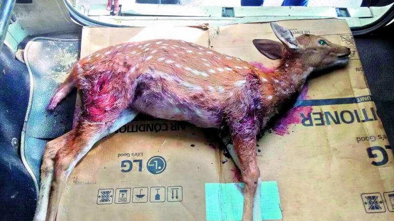 This is the 5th death of spotted deer on the campus this year.