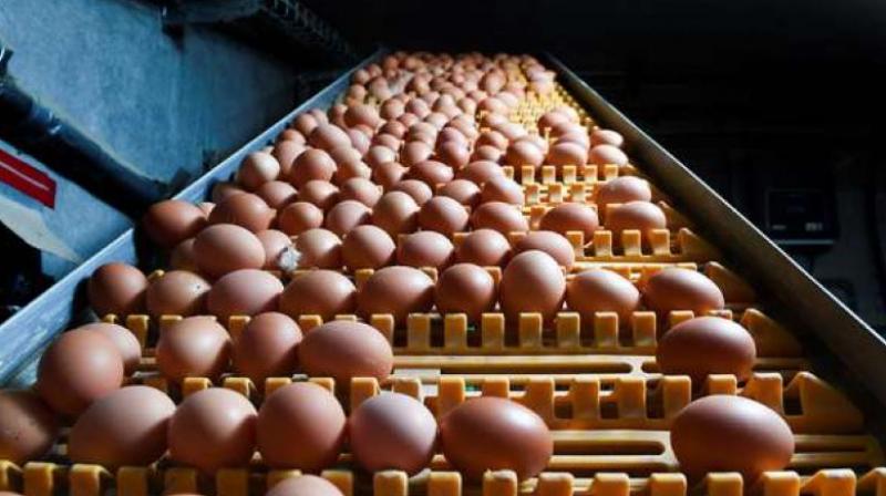 Children from aanganwadis and pregnant women seem to have been the most affected by soaring prices of eggs in the market.