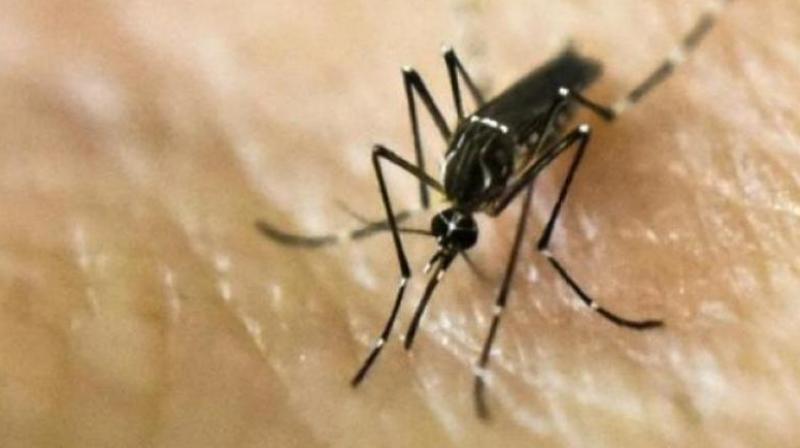 Japanese Encephalitis, which was the cause of death of 30 children in Gorakhpur, is a mosquito-borne viral disease which manifests as a brain fever.