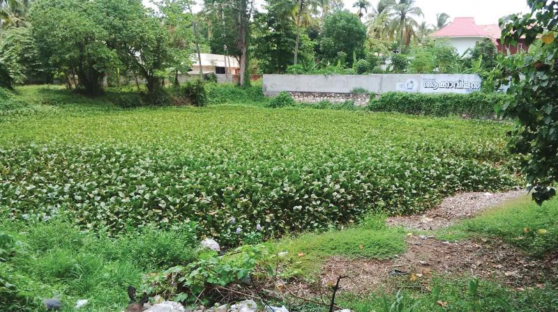 The abandoned pond filled with water hyacinth. (Photo: DC)