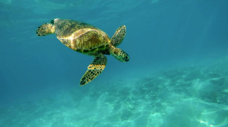 Climate change turning worlds largest sea turtle populations female: Study