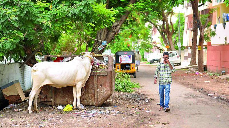 The streets of Guntur city are unclean with the piled up garbage as the Guntur Municiapl Corporation employees are on strike for the past two days. (Photo: DC)