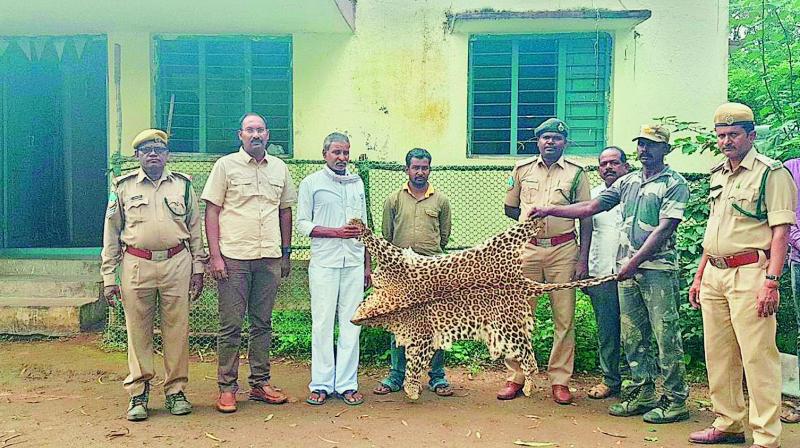 One leopard skin was seized from a house in Takiguda village, Adilabad District.