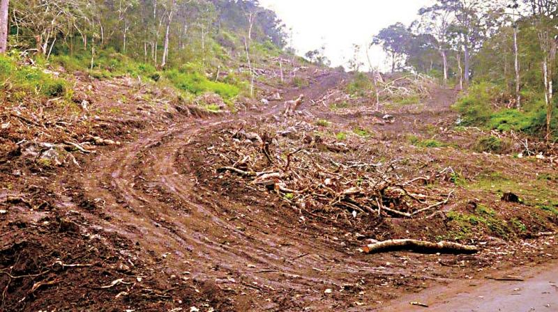 Indiscriminate felling of trees is affecting Kodagus ecology