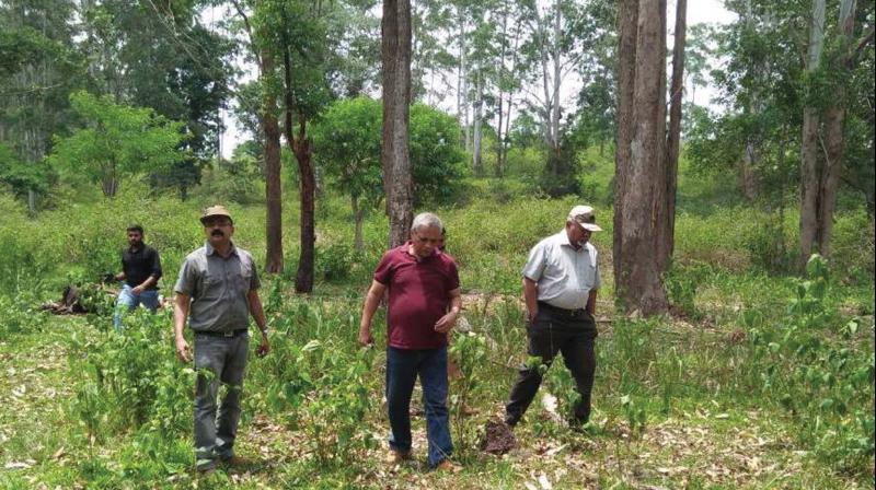 Project elephant national director VK Srivatsava (middle) perusing the census preparations inside the Wayanad Wildlife Sanctuary on Wednesday. (Photo: BY ARRANGEMENT)