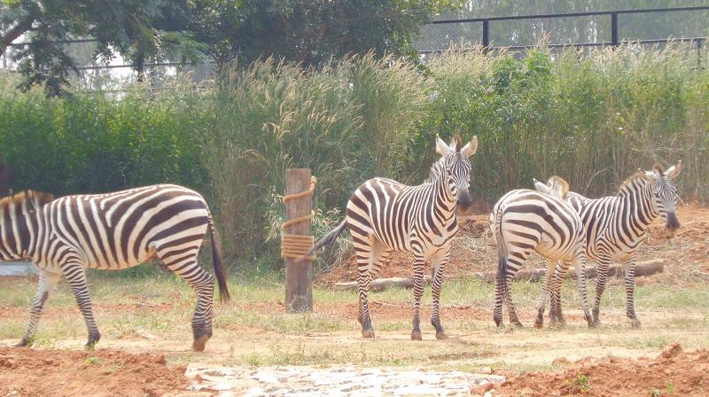 Two pairs of zebra were procured from Zoological Center, Tel Aviv, in Israel and were released to the new enclosure for public view.