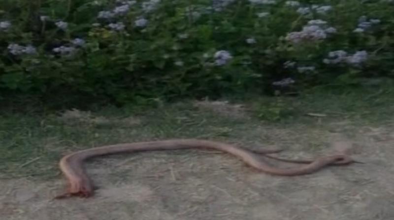 Eyewitnesses also say they saw him ingest part of the snake (Photo: YouTube)
