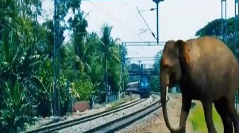 The Indian Railways initiative Plan Bee to prevent trains from hitting elephants crossing tracks has turned out to be successful. (Photo: ANI)
