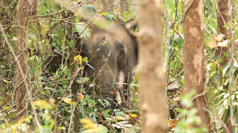 An elephant sighted near Edakkara