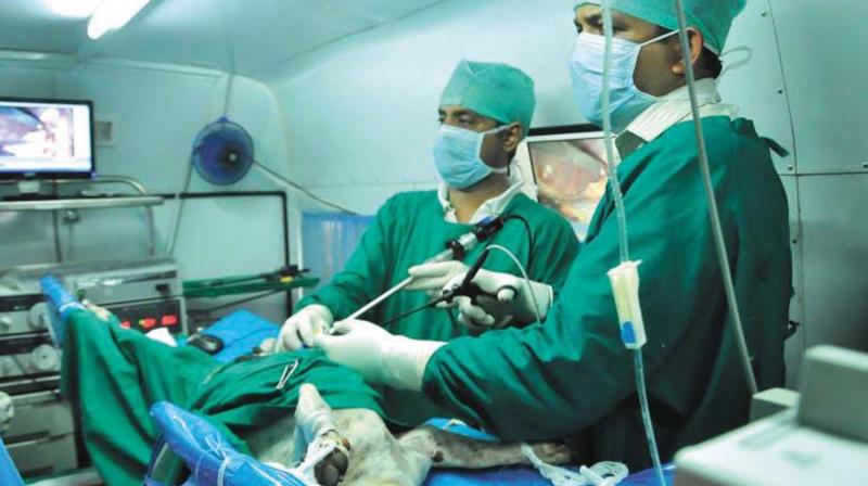 Doctors perform sterilisation on stray dog (DC file).