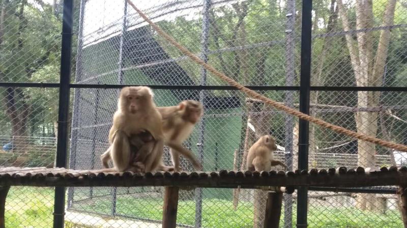 Pig tailed macaque monkeys at Banerghatta Biological Park in Bengaluru.