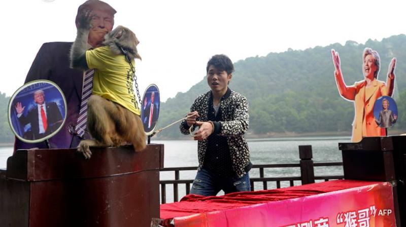 The monkey chose Donald over Hillary. (Photo: AFP)
