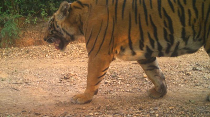 Mr Prabhakar said at least three tigers were found to be moving in the Lankamalles-wara sanctuary, and this was backed up with photographic evidence from camera traps.