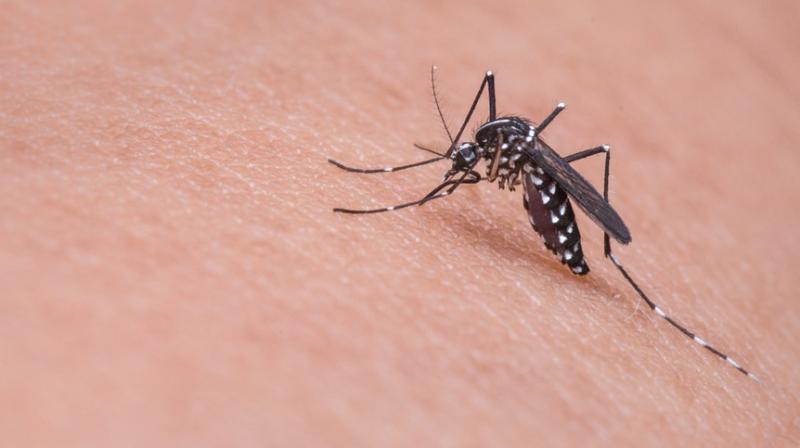 Researchers explain how Zika spreads.(Photo: Pixabay)