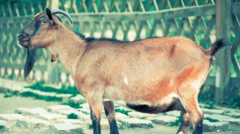 The shop manager told BBC News that the stray goat charged at one of his regular customers, named Billy. (Representative Photo: Pixabay)