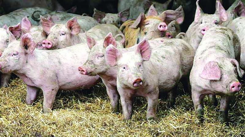 Pigs are of different breeds: Farm pig, Dotted pig (a cross breed of farm pigs and regular stray pigs), regular black pig and wild boar.