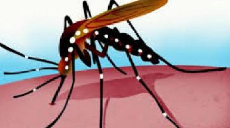 Kozhikode: Drive on to curb spread of fever