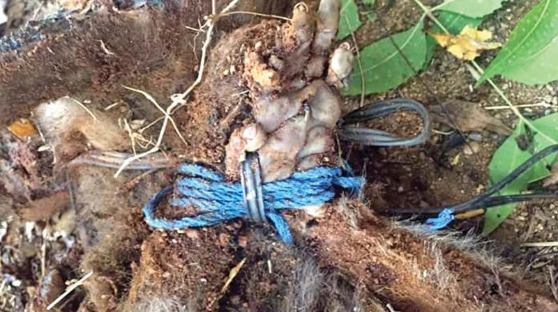 Monkeys hands have been tied with wire (Photo: DC)