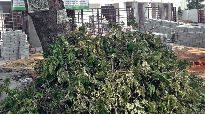 Trees felled for  construction on Anna road in K.K. Nagar recently. (Photo: DC)