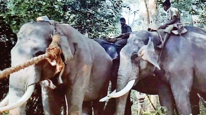 MTR kumki jumbo Vijay(right) pushes the captured  wild jumbo at an operation in Kerala along Nilgiris  border (Photo: DC)