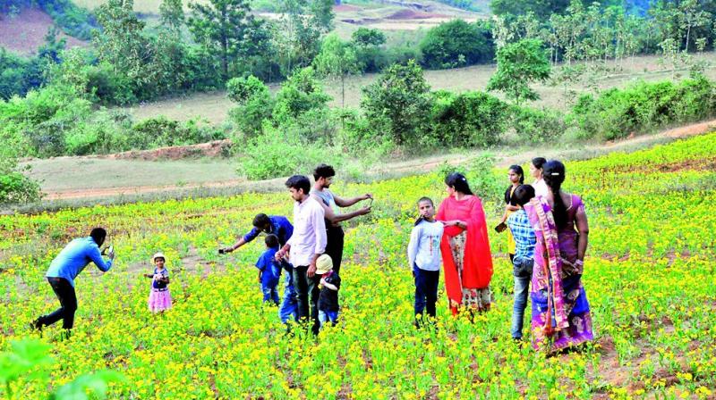 Tourists take pictures in the midst of a Niger flower field in Visakhapatnam