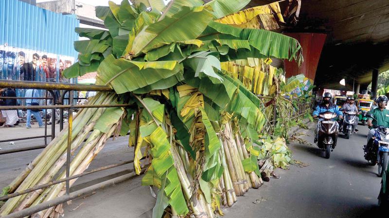 Unsold plantain stems abandoned on the streets of Bengaluru on Sunday. (Photo: DC)