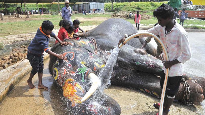 Mahouts give an elephant a bath after the Dasara festivities at Mysuru Palace on Sunday.